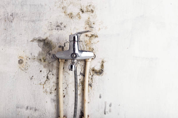 Best Residential Mold Removal  in Greenwood, DE