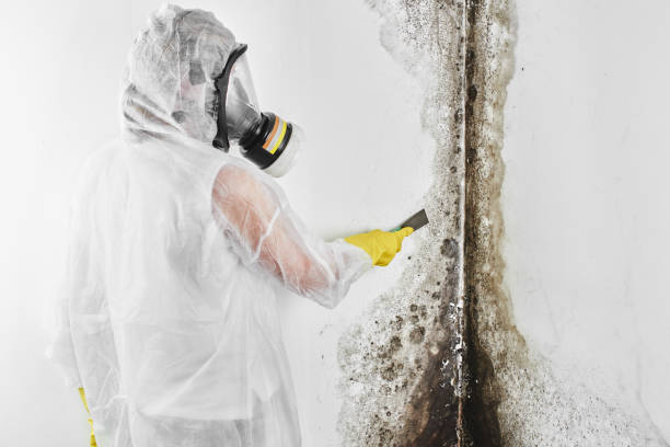 Best Same-Day Mold Removal  in Greenwood, DE