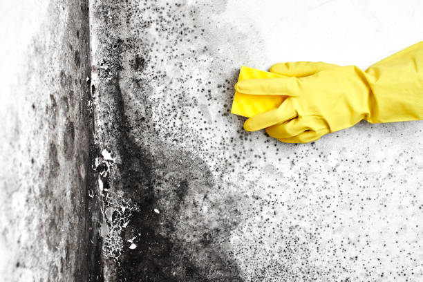 Best Local Mold Removal Service  in Greenwood, DE