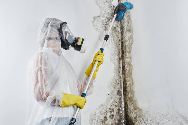 Best Mold Remediation  in Greenwood, DE