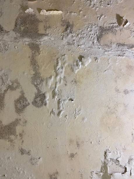 Best Mold Testing  in Greenwood, DE