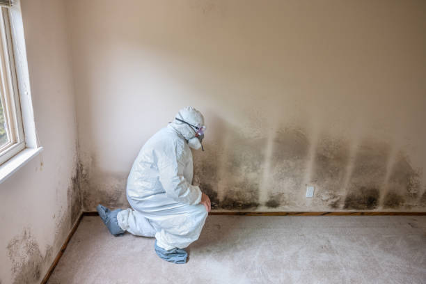 Best Affordable Mold Removal  in Greenwood, DE
