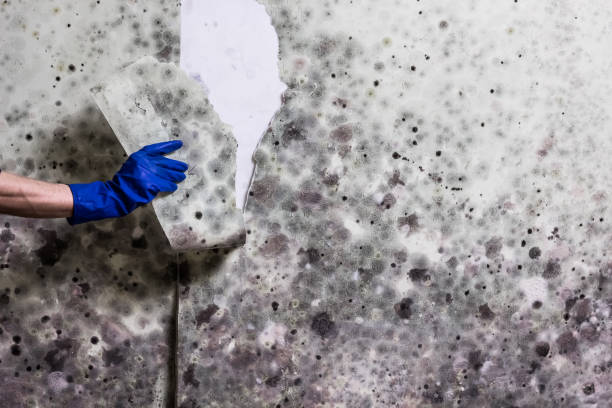 Best Commercial Mold Removal  in Greenwood, DE